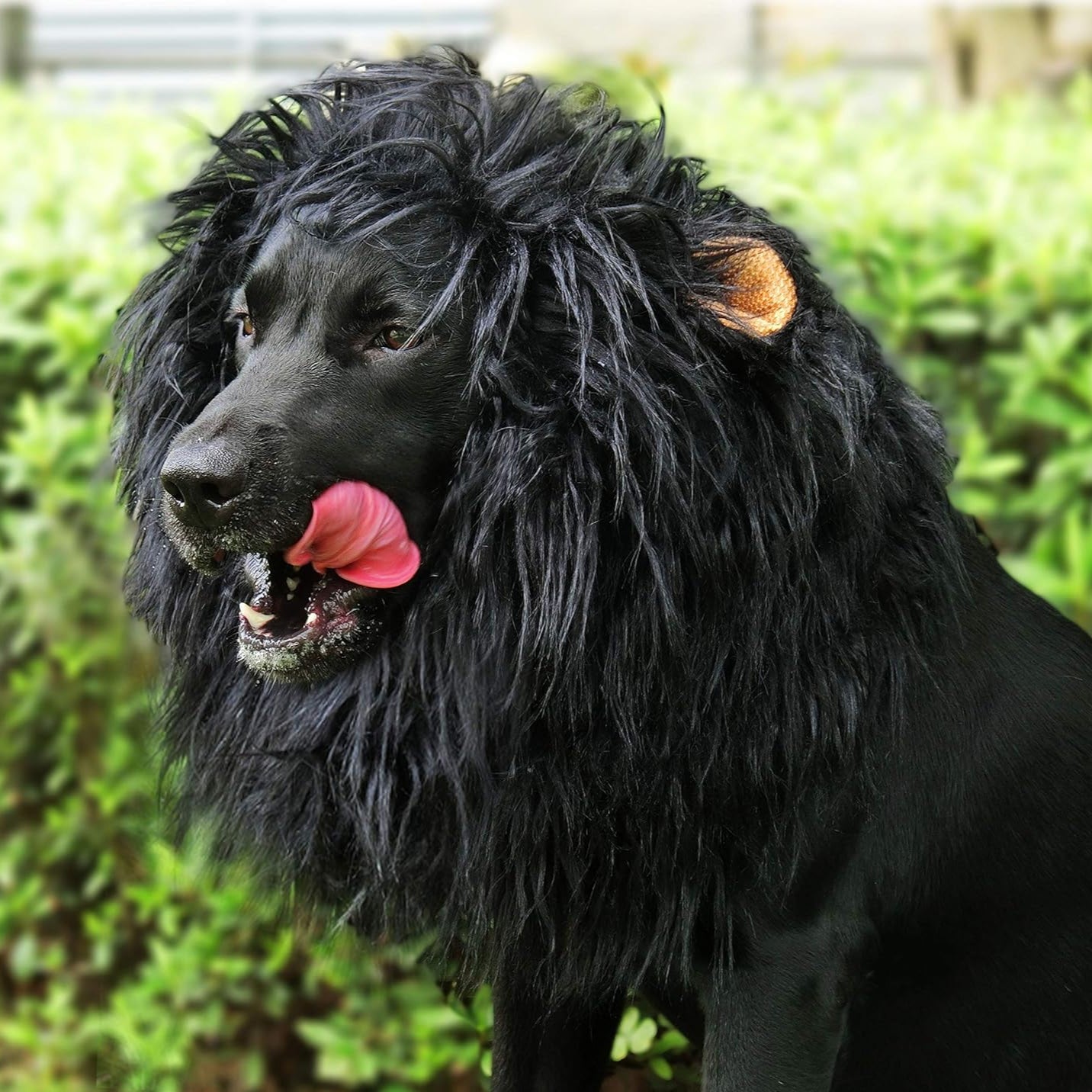 Fun Lion Mane Dog Halloween Wig
