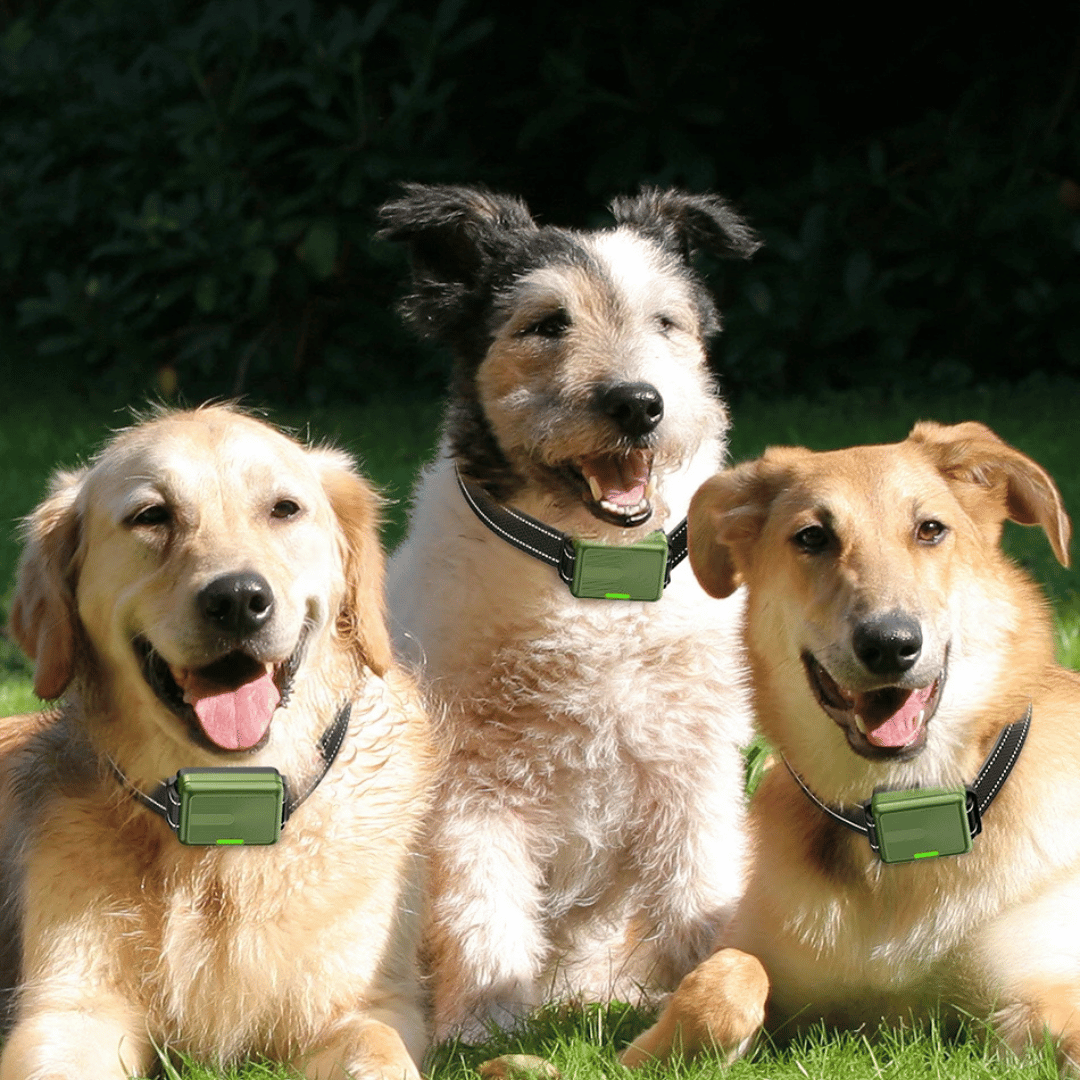 Advanced 300m Rechargeable Dog Training Collar with Remote