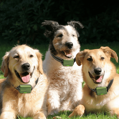 Advanced 300m Rechargeable Dog Training Collar with Remote