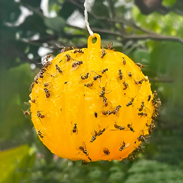 Sticky Insect Catcher with Glue Coating (6 Pack) - Halri