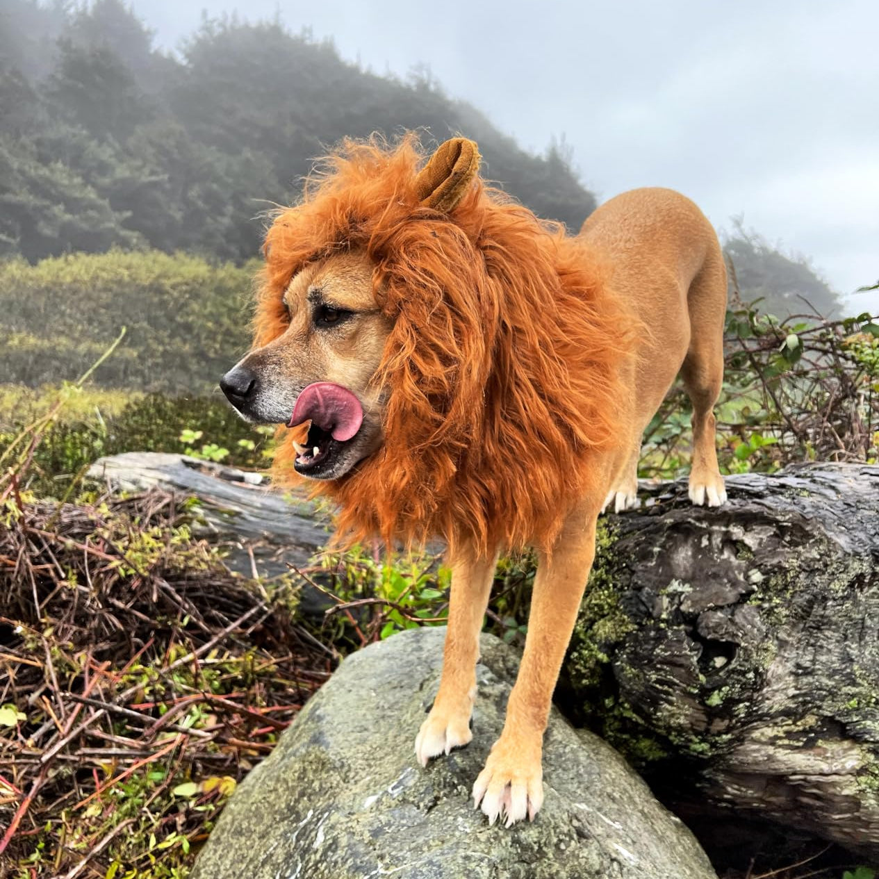 Fun Lion Mane Dog Halloween Wig