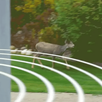 Outdoor Animal Repellent with Motion Sensor Lights