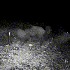 High Resolution Wildlife Camera 16MP 1080P