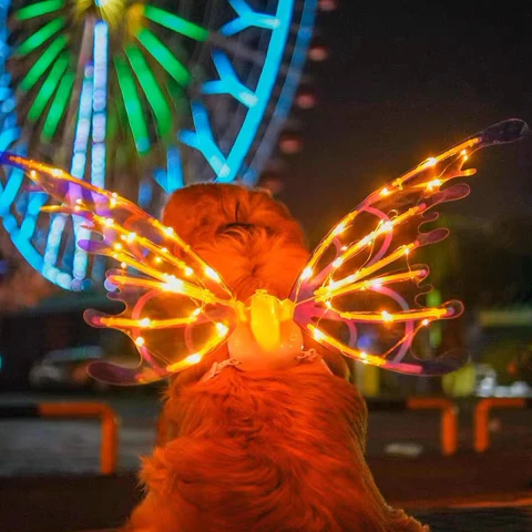 Bright LED Wing Costume for Kids and Adults
